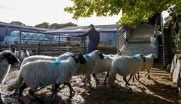 Selecting lambs for slaughter